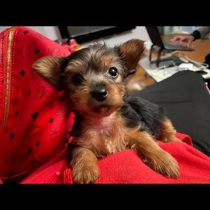 Meet your Posher, Renaldo